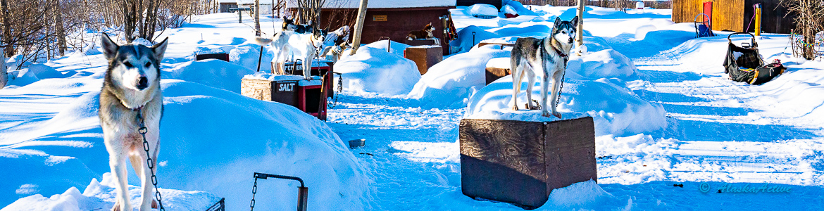 DEP#01 Denali Rail Tours | Deluxe Railroad Tour