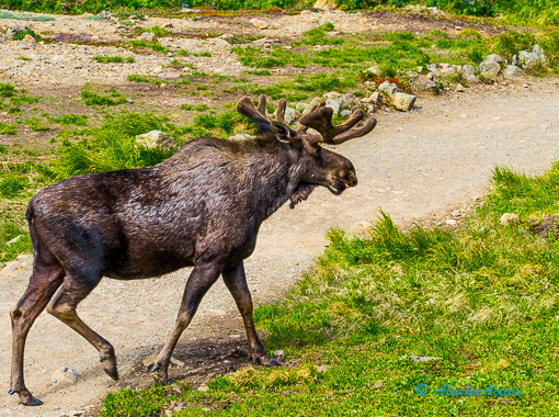 Moose at Flat Top Mountain