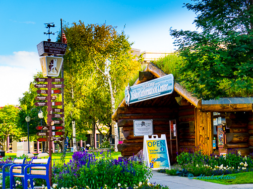 Denali Road Trip