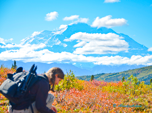 Hiker in Denali National Park
