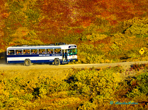 Tundra Wilderness Tour