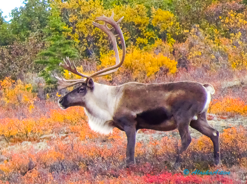 beautiful caribou in Denali National Park 