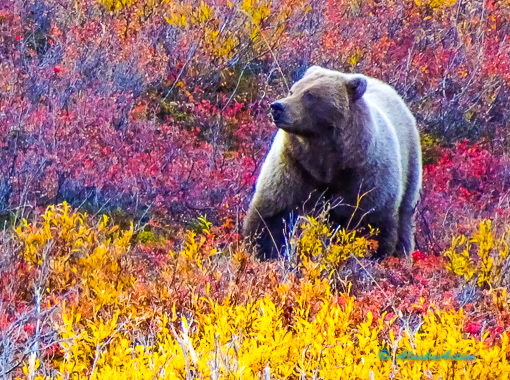 Grizzly bear in Interior Alaska