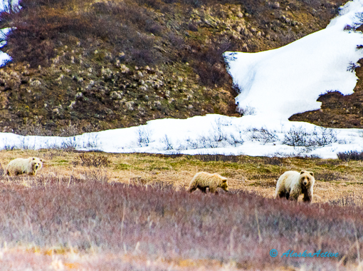 Denali National Park landscape during road trip