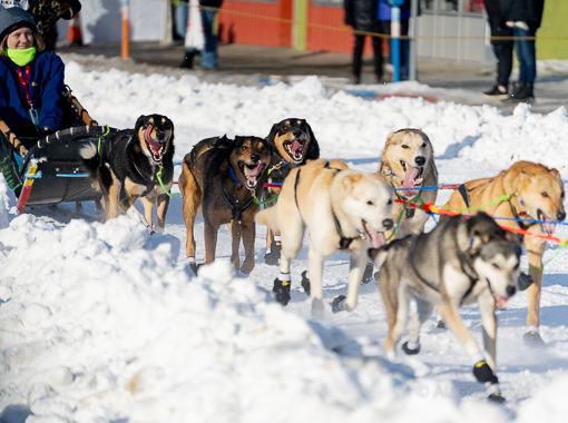 Iditarod Start in Anchorage Rick