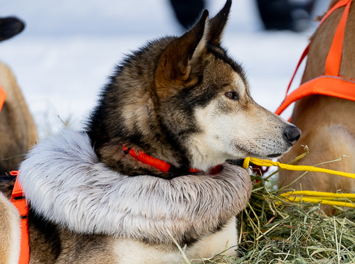 Iditarod sled dog resting