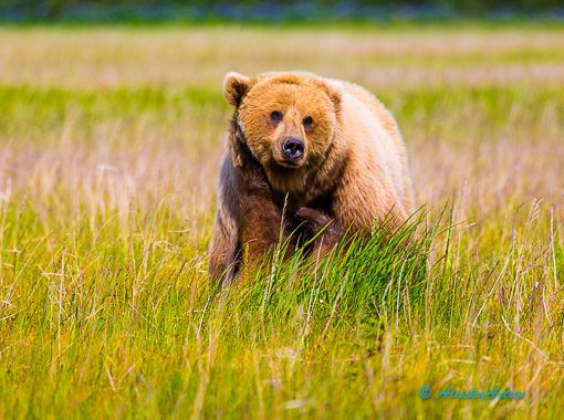 Lake Clark Bear Viewing