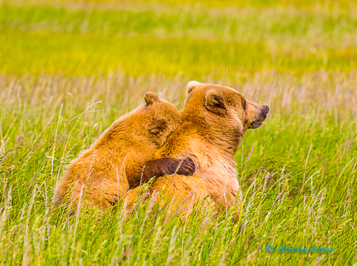 A large grizzly bear foraging for berries in a lush green Alaskan meadow