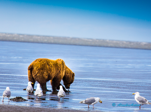 Bear digging for clams
