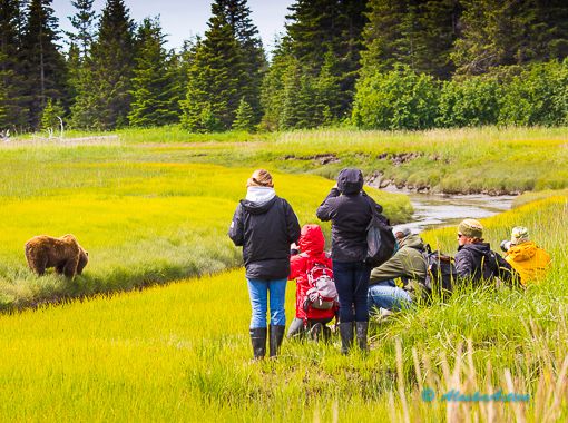 Bear viewing at Silver Salmon Creek