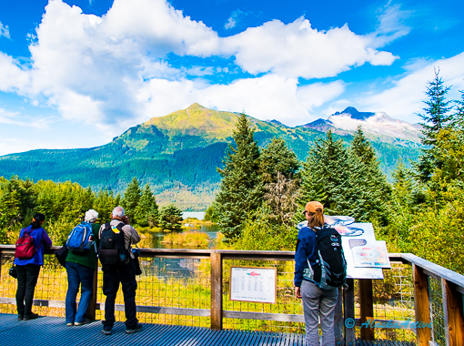 Spawning Salmon River Haines
