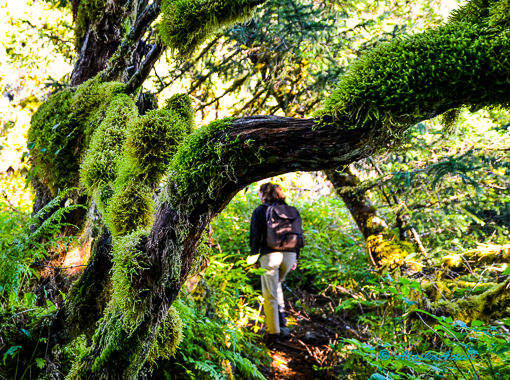 Rainy day in the Tongass National Forest