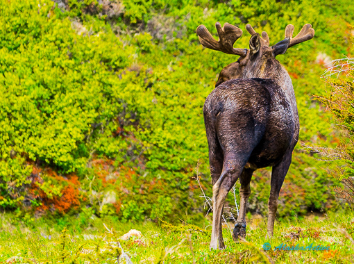 Moose at Chena Road
