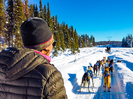 Dog Mushing north of Willow